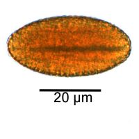 ShapeControl Einzelpartikel